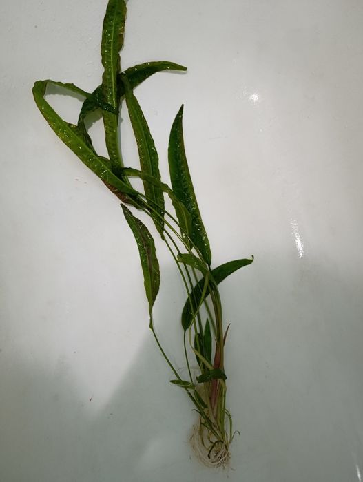 Продам водоросли