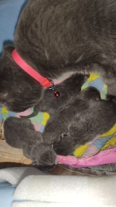 Fold va strayt mushukchalar sotuvda