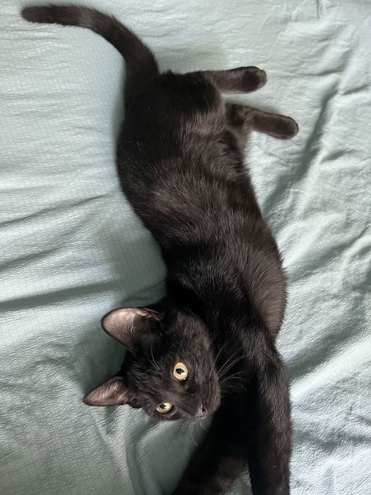 Котенок, котята в одни руки