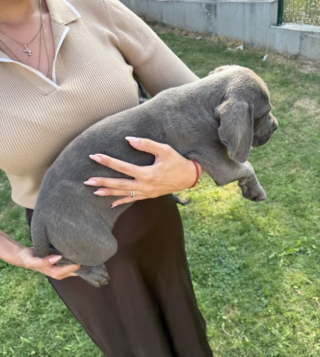 Кане Корсо Италиано