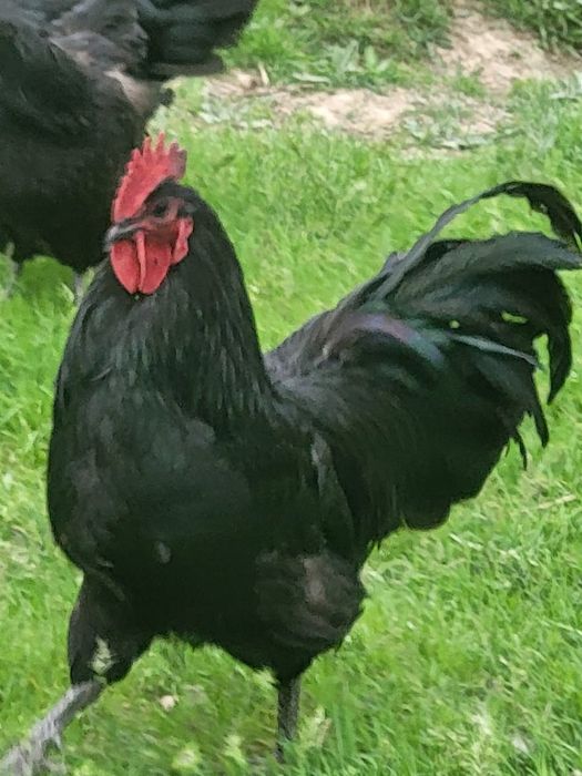 Чёрный петух,  қара қораз