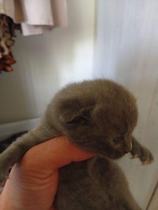 Продаются котята