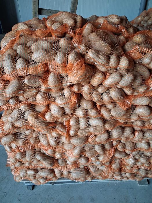 Cartofi de consum și de sămânță.