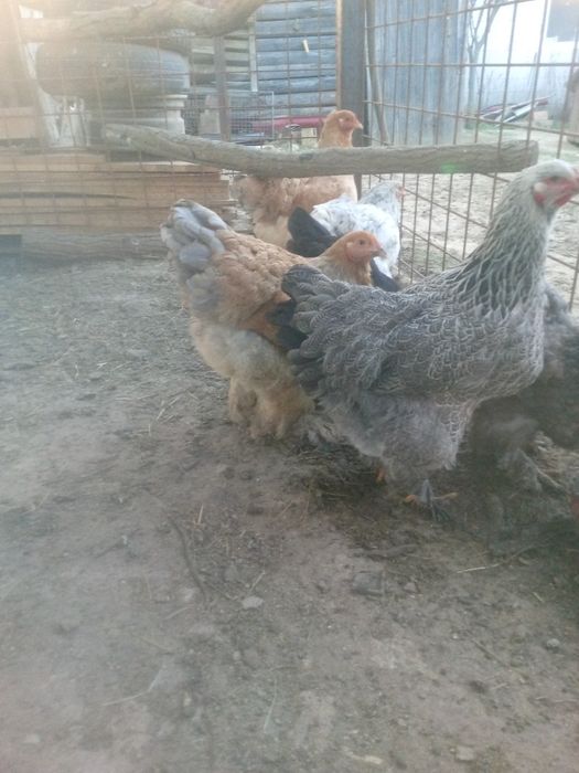 Vând ouă de incubat de brahma