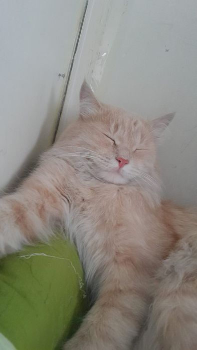 Потерялся кот по кличке симба