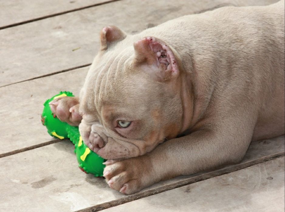 Американский булли Премиум класса!