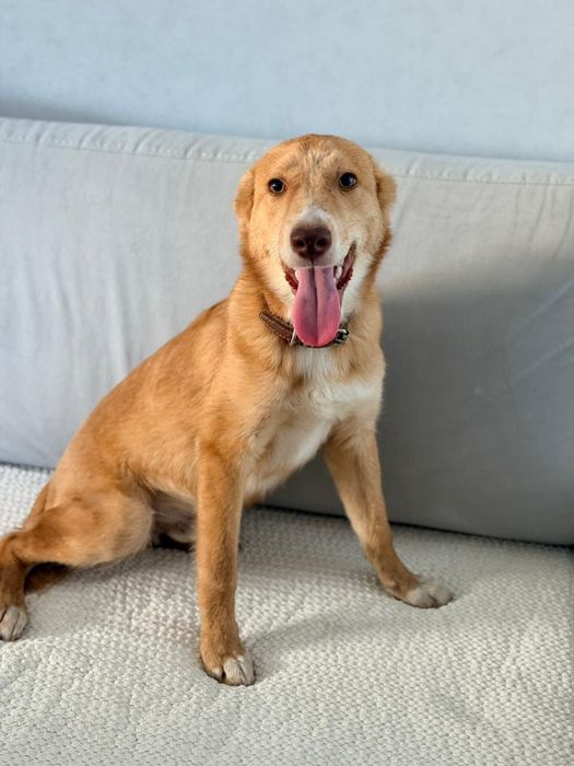 Отдам в добрые руки