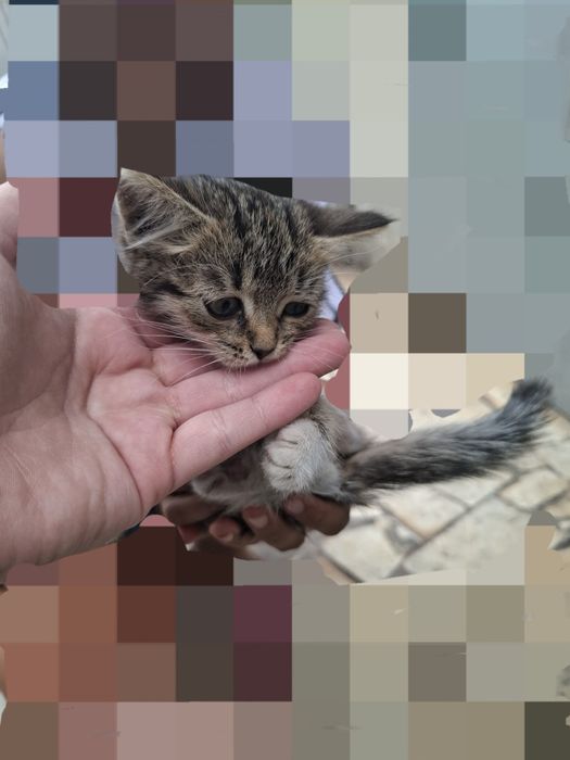 Отдам котенка в добрые руки