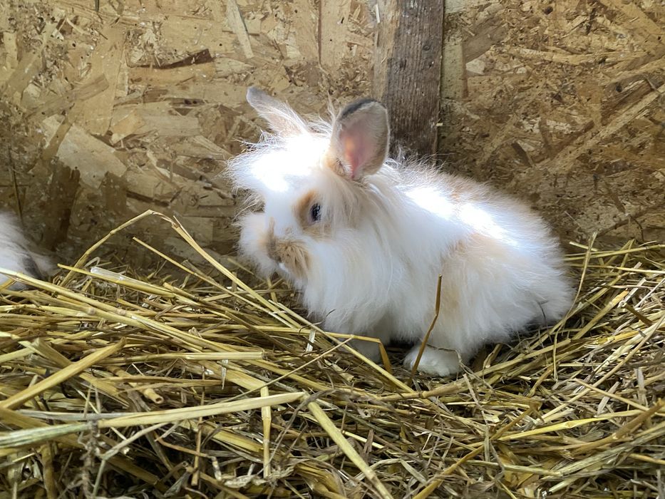 Iepuri pitici cap de leu