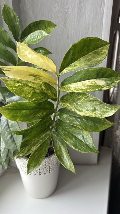 Замиакулькас Long Leaf Variegata – укоренённые листики
