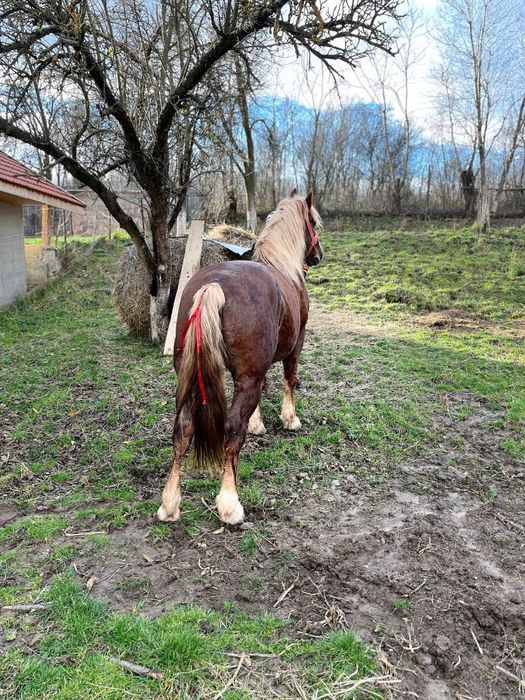 Vind armasar de 8 ani