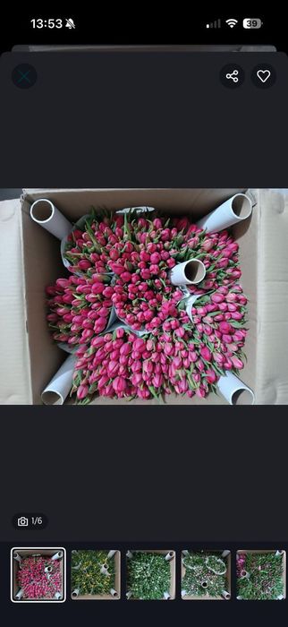 Голландский Тульпаны оптом от 50 шт