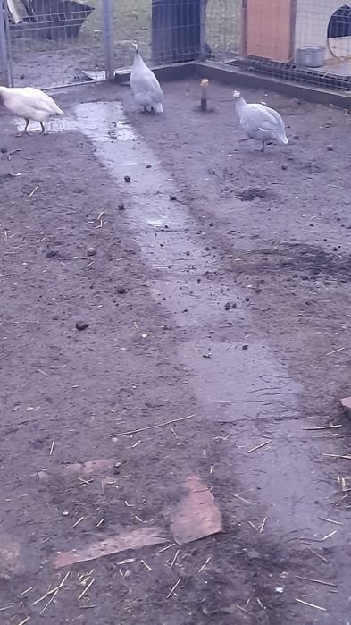 Bibilici de vânzare