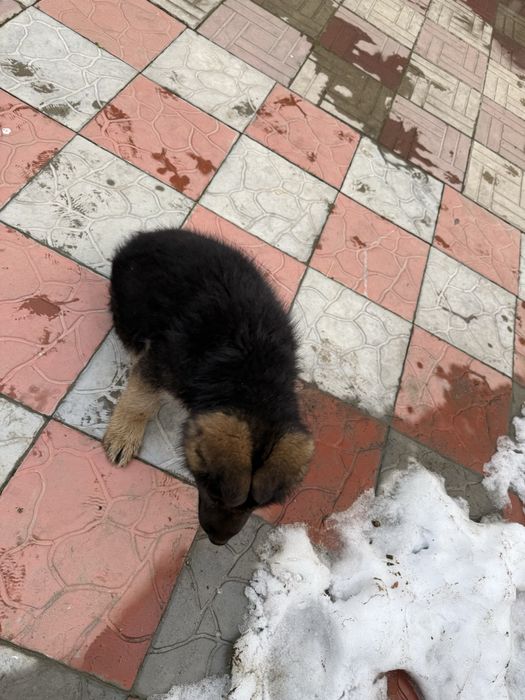 Продает авчарка.