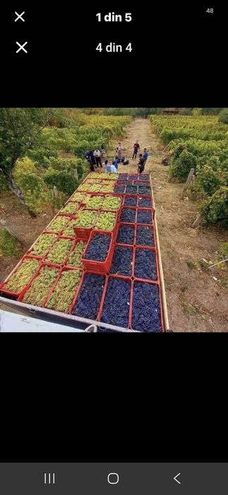 Vănd struguri de vin să transportă la domiciliul clientului