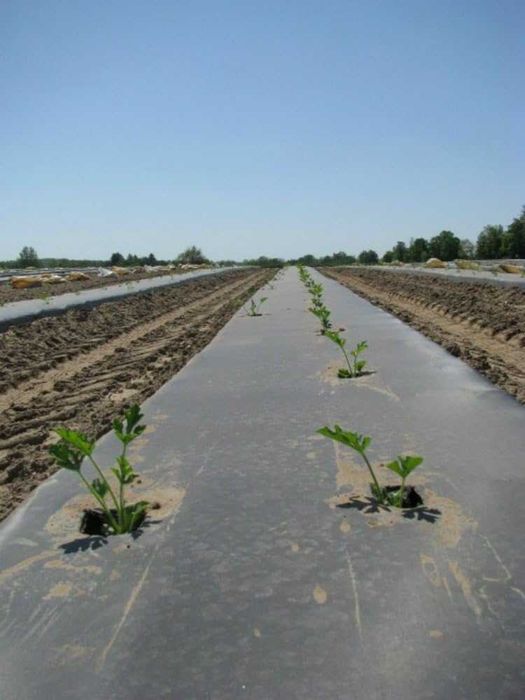 Мулч фолио 1,20м/100м UV защита, мулчиращо, фолио за мулчиране