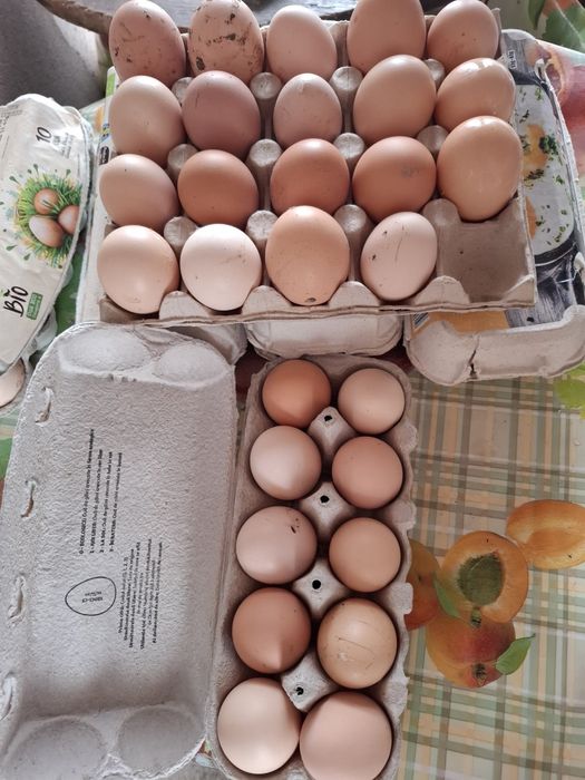 Ouă Bio de vânzare!!