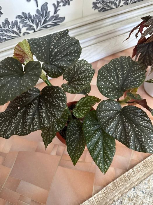 Продам комнатные цветы