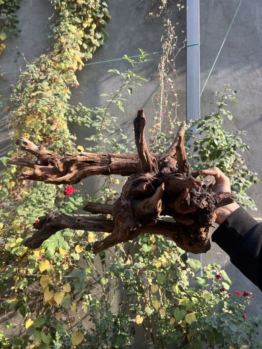 Коряги разного размера и вида