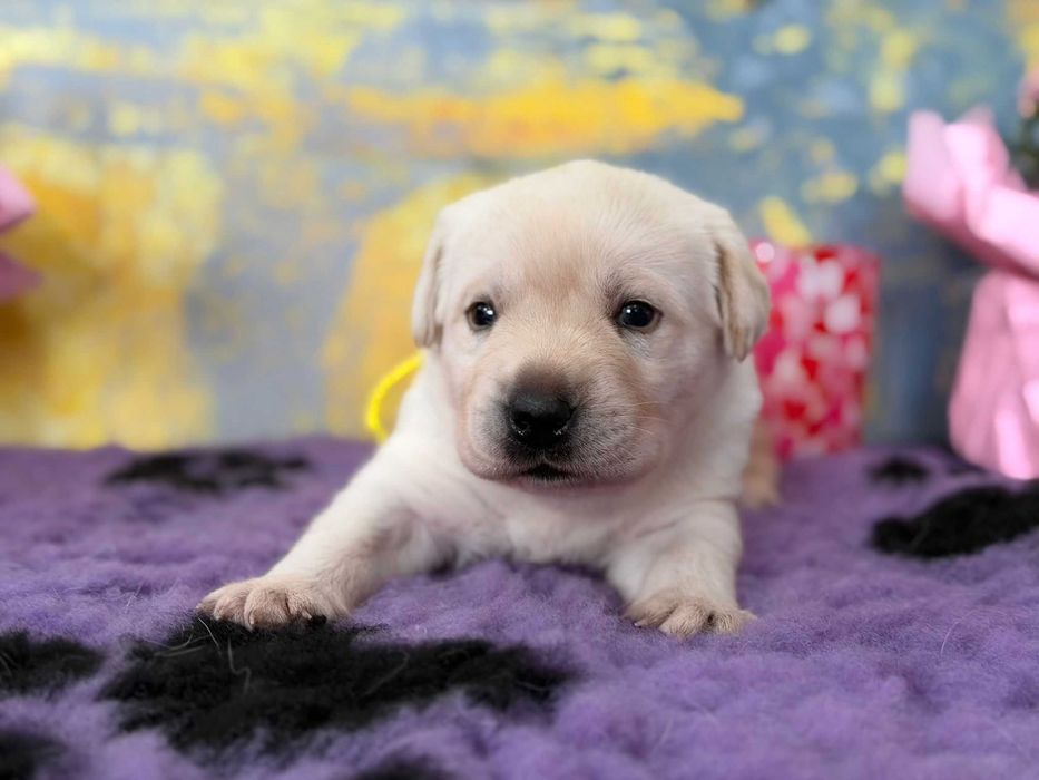 Labrador Retriever galben cu Pedigree valoros