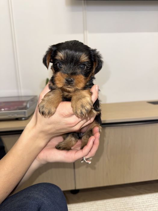 Щенки Йоркширского терьера