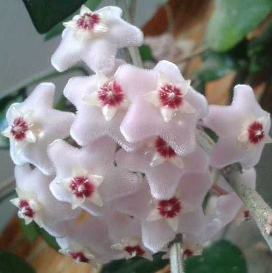 Продам. Хойя - красиво цветущее растение,