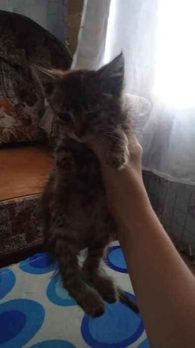 Отдам котят срочно