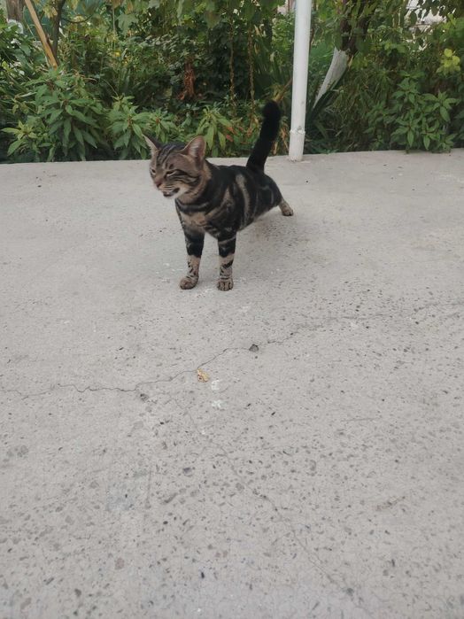 Продам  Бенгальгасгую кошку