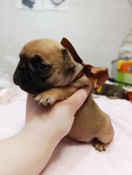 Продам щенков французского бульдога(Бронь)