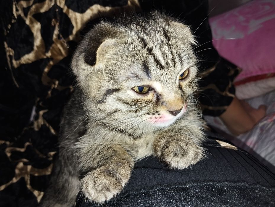 4 oylik Scottish fold