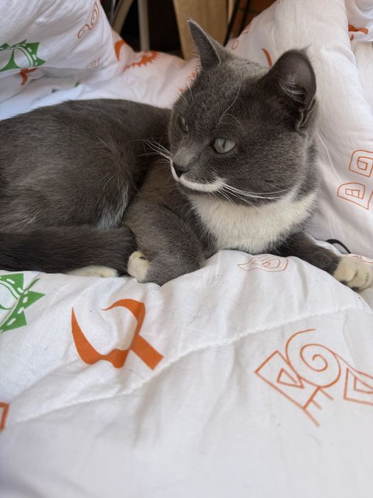 Отдам кота в добрые руки