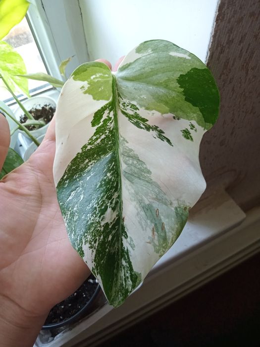 Продам сингониумы