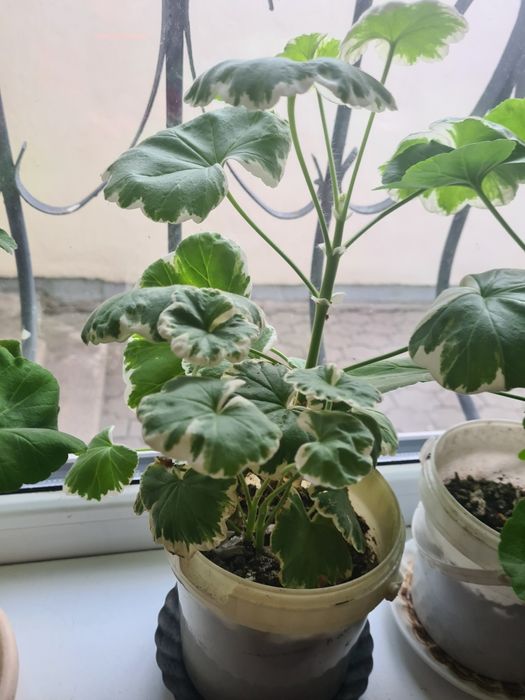 Домашние цветы Герань