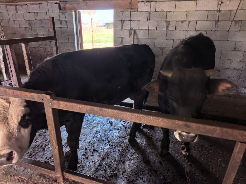 Продается бычок 2 годик