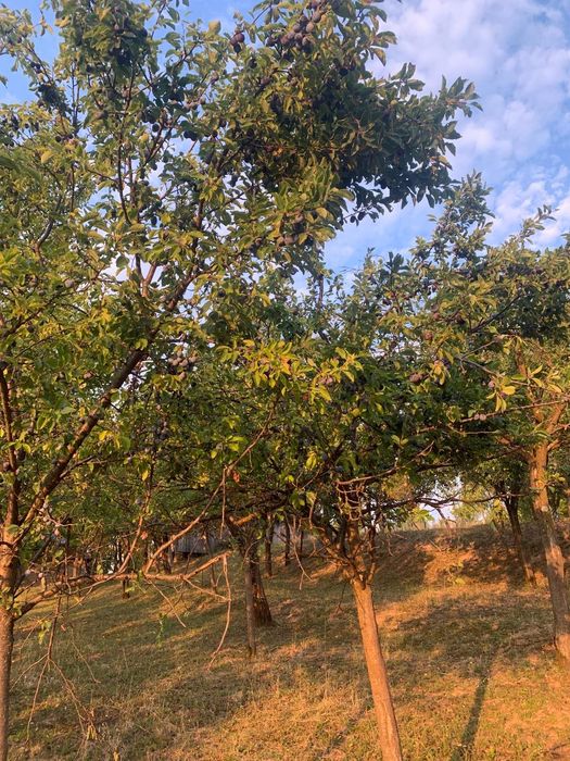 Prune de vânzare pentru țuică