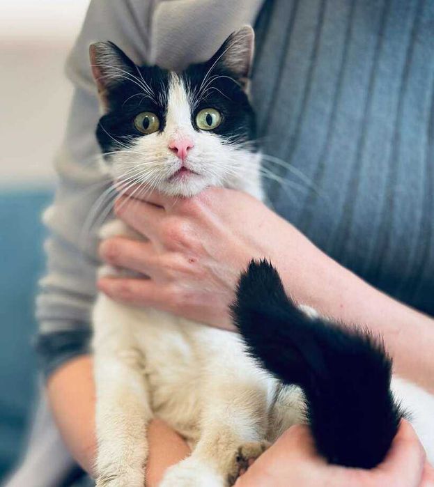 Коте Кари търси дом