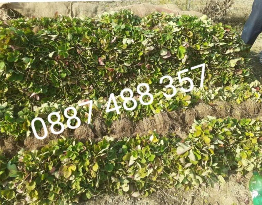 Продавам качествен Разсад ягоди