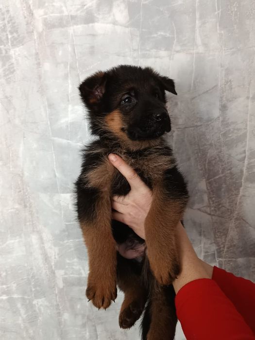 Щенок немецкой овчарки, девочка