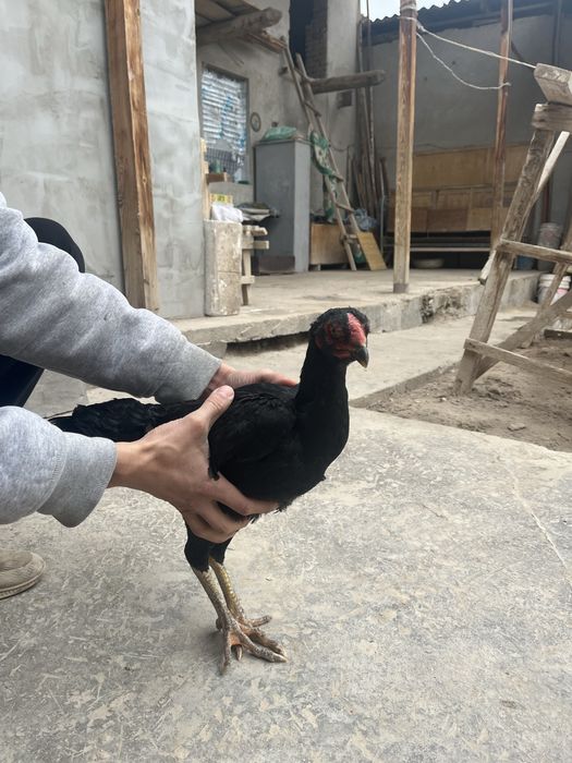 Dakan xo’roz tovuqi bilan birga turk toza