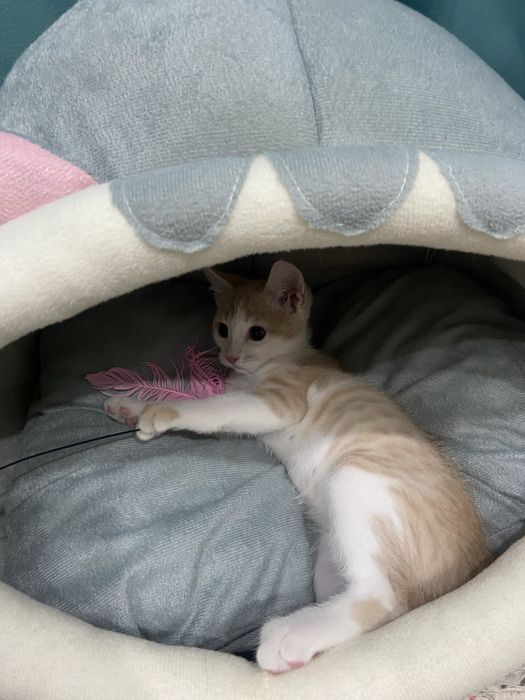 Отдам котёнка в добрые руки