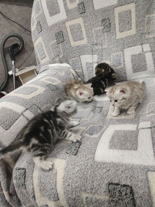 Котята скотиш фолд