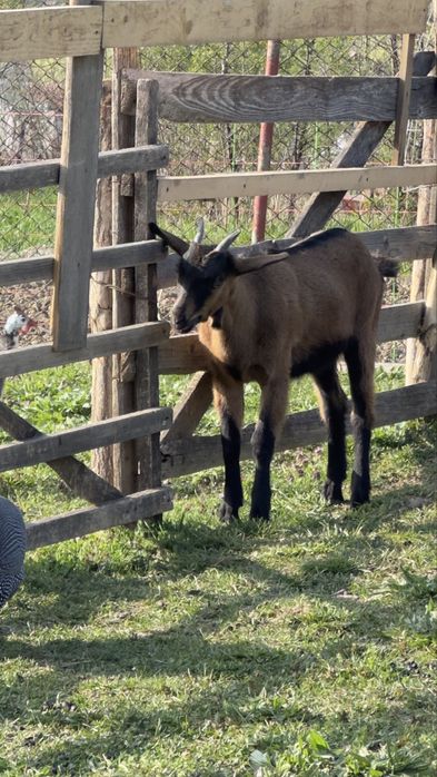 Ieduta Alpina Franceza (linie buna) foarte reusita, talie foarte buna!