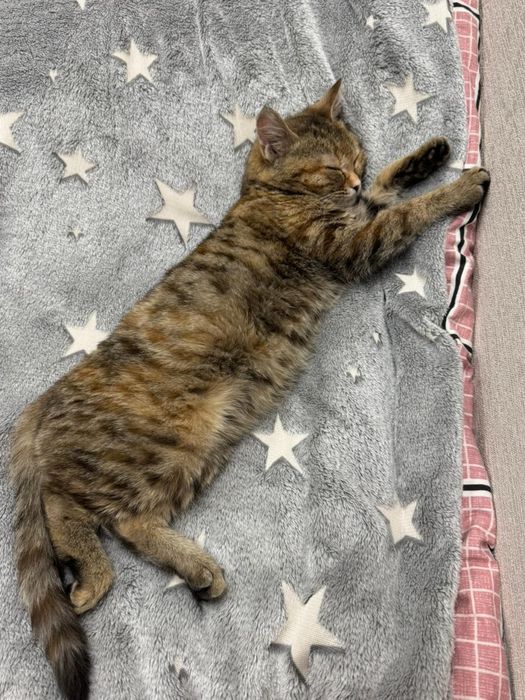 Бесплатно Мия…..