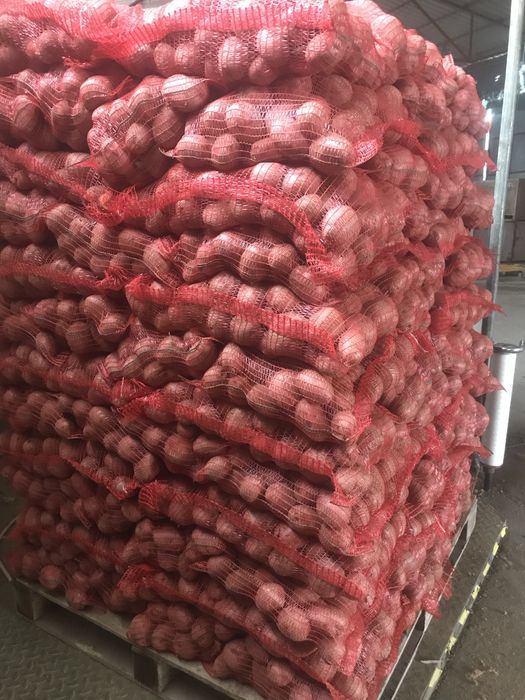 Cartofi rosu Olanda 65/+