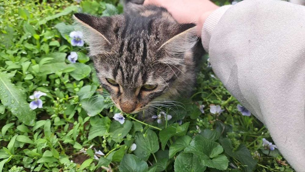 Отдам котенка даром в хорошие добрые руки.