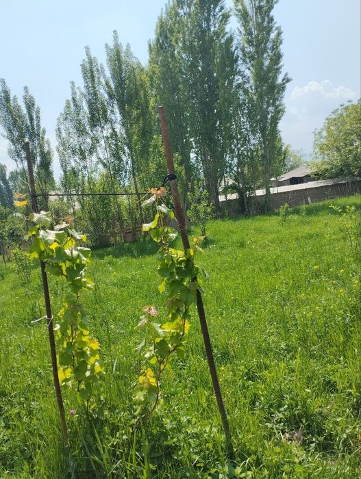 Самарчугда ховли соилади !