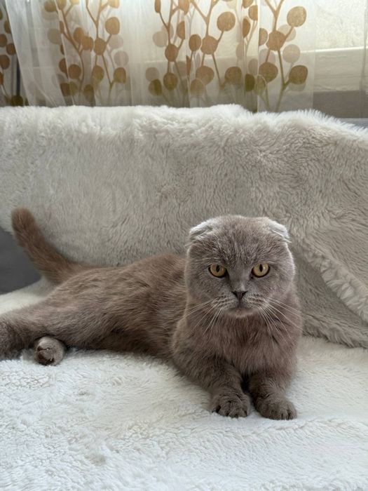 Вислоухий кот. цвет серый