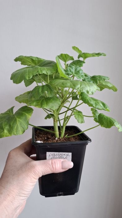 Молодая сортовая герань