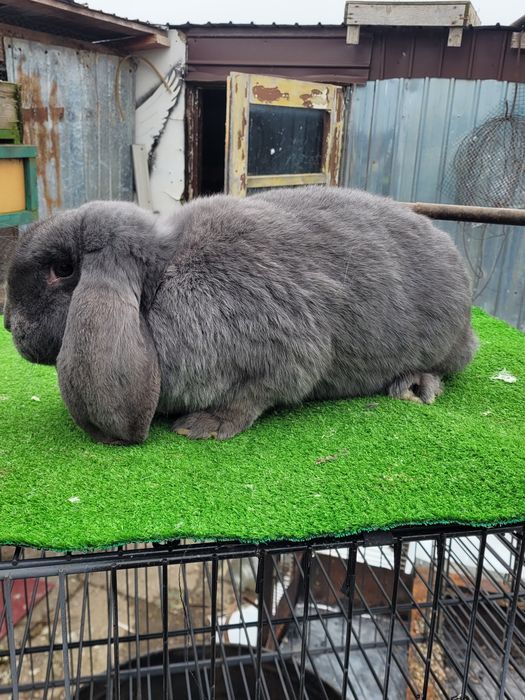 Iepuri Berbec German