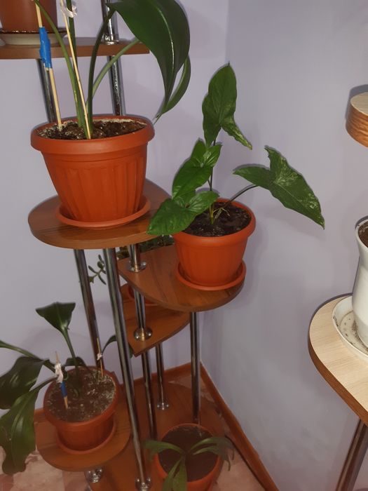 Продоюца цветы фиалки